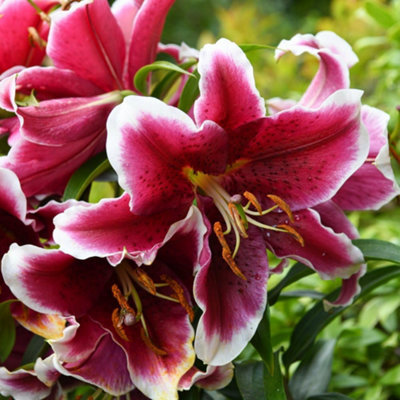 Summer Flowering Lily King Solomon (Lily Beetle Resistant) 3 Bulbs ...