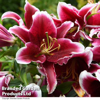 Summer Flowering Lily King Solomon (Lily Beetle Resistant) 9 Bulbs