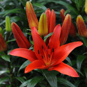 Summer Flowering Lily Kings Joy 10 Bulbs  - Outdoor Garden Plants, Ideal for Borders, Pots and Containers