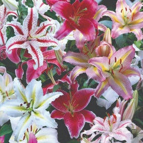 Summer Flowering Lily (Lilium) Oriental Bumper Mix 20 Bulbs