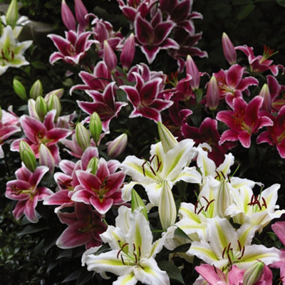 Summer Flowering Lily Oriental The Perfume Garden 18 Bulbs