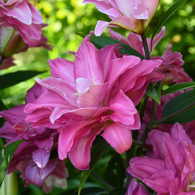 Summer Flowering Lily Pink Perfection (Diantha) 3 Bulbs