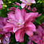 Summer Flowering Lily Pink Perfection (Diantha) 3 Bulbs