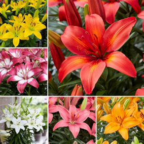 Summer Flowering Lily Summer Fun Collection 18 Bulbs