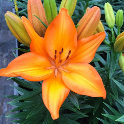 Summer Flowering Lily Summer Fun Collection 18 Bulbs