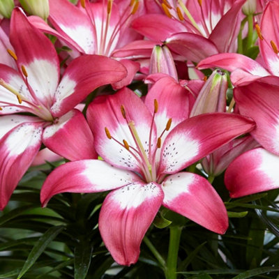 Summer Flowering Lily Summer Fun Collection 18 Bulbs - 3