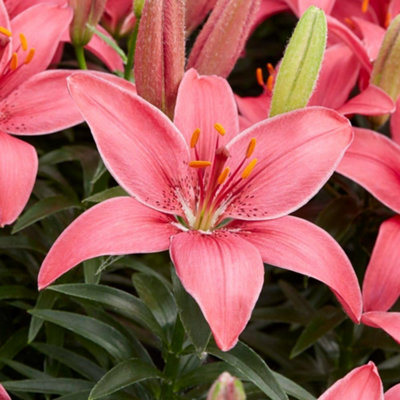 Summer Flowering Lily Summer Fun Collection 18 Bulbs - 4