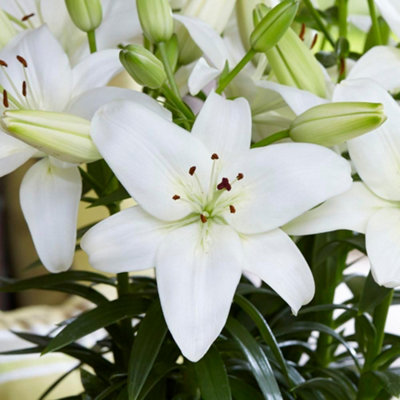 lily⭐︎ summer-flowering-lily-summer-
