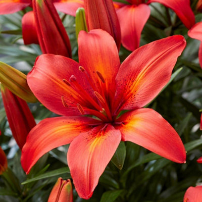 Summer Flowering Lily Summer Fun Collection 18 Bulbs - 6