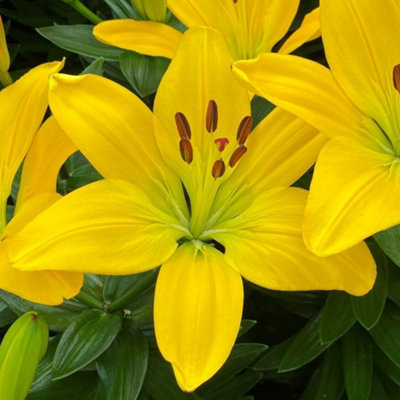 Summer Flowering Lily Summer Fun Collection 18 Bulbs - 7