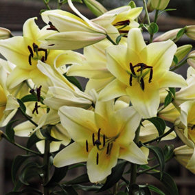 Summer Flowering Lily Tree Yellow Rocket 3 Bulbs
