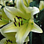 Summer Flowering Lily Tree Yellow Rocket 3 Bulbs