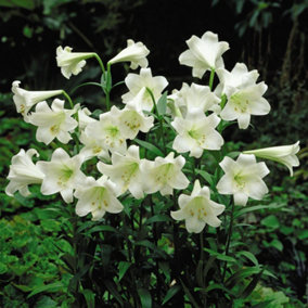 Summer Flowering Lily Trumpet Tree (Longiflorum) 20 Bulbs