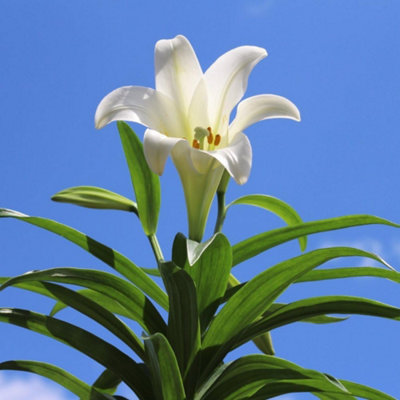 Summer Flowering Lily Trumpet Tree (Longiflorum) 20 Bulbs