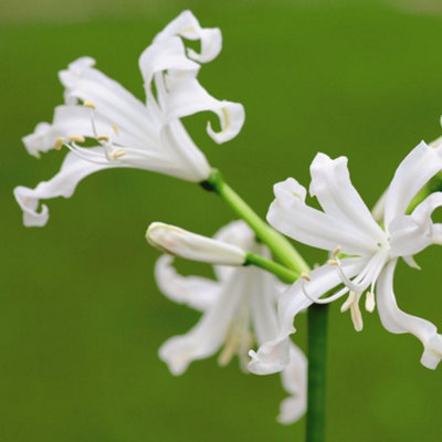 Summer Flowering Nerine Bowdenii Alba 10 Bulbs | DIY at B&Q