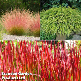 Summer Grass Trio 9cm Potted Plant x 3 (Contains Hakonechloa Macra Aureola, Imperata (Grass) Red Baron + Festuca Sunrise)