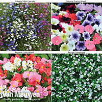 Summer Hanging Basket Collection - 24 plants - Summer Garden Colour, Bedding Plants
