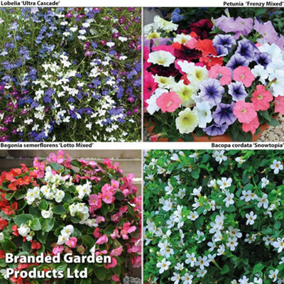 Summer Hanging Basket Collection - 24 plants - Summer Garden Colour, Bedding Plants