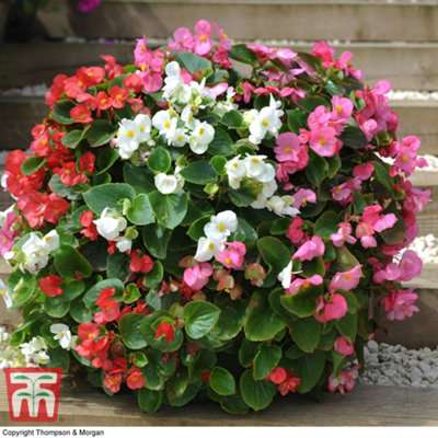 Summer Hanging Basket Collection - 24 plants - Summer Garden Colour, Bedding Plants