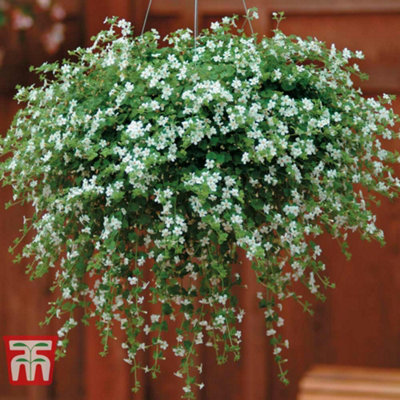 Summer Hanging Basket Collection - 24 plants - Summer Garden Colour, Bedding Plants