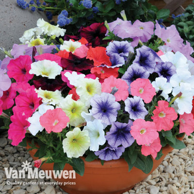 Summer Hanging Basket Collection - 24 plants - Summer Garden Colour, Bedding Plants