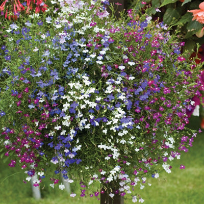 Summer Hanging Basket Collection - 24 plants - Summer Garden Colour, Bedding Plants