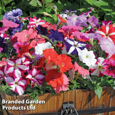 Summer Hanging Basket Collection - 24 plants - Summer Garden Colour, Bedding Plants