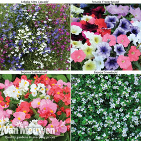 Summer Hanging Basket Collection - 48 plants - Summer Garden Colour, Bedding Plants