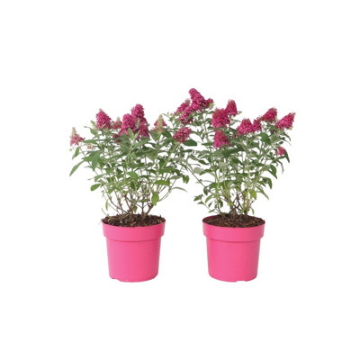 Summer lilac - 2 pcs. - Buddleja davidii Candy - Height 30-40cm - Pot 19cm