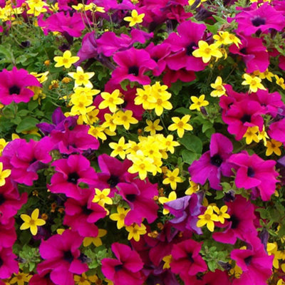 Summer Scorcher Surfinia Petunia Hanging Basket Plants - Pack of 12 Plugs