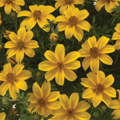 Summer Scorcher Surfinia Petunia Hanging Basket Plants - Pack of 12 Plugs