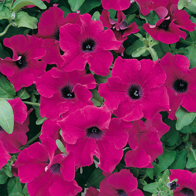 Summer Scorcher Surfinia Petunia Hanging Basket Plants - Pack of 12 Plugs - 3