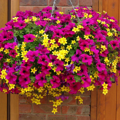 Summer Scorcher Surfinia Petunia Hanging Basket Plants - Pack of 12 Plugs - 4
