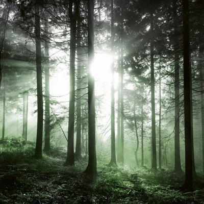 Sun Rays Mural - 384x260cm - 5181-8