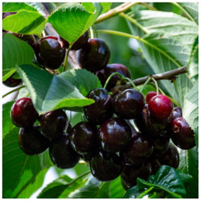 Sunburst' Cherry Tree 3-4ft in a 6L Pot, Self-Fertile With Big Dark Cherries 3FATPIGS