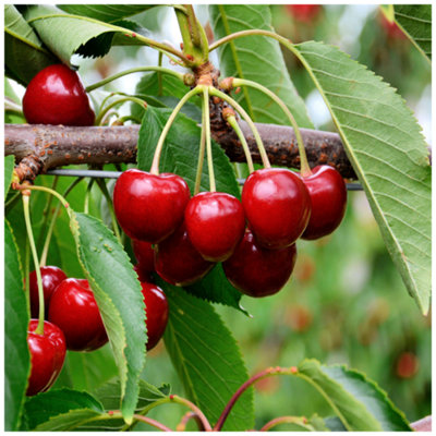 Sunburst Cherry Tree, 5-6ft Tall, Self-Fertile With Big Dark Cherries
