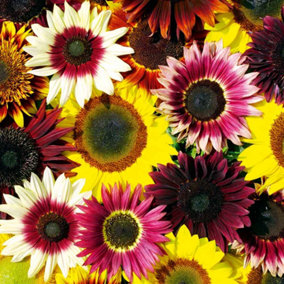 Sunflower Cut Flower Mix 1 Seed Packet (20 Seeds)
