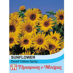 Sunflower Dwarf Yellow Spray 1 Packet (30 Seeds)