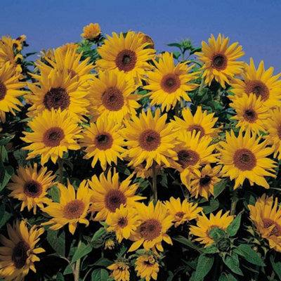 Sunflower Dwarf Yellow Spray 1 Packet (30 Seeds)