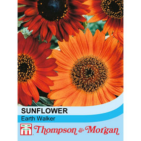 Sunflower Earth Walker 1 Packet (30 Seeds)