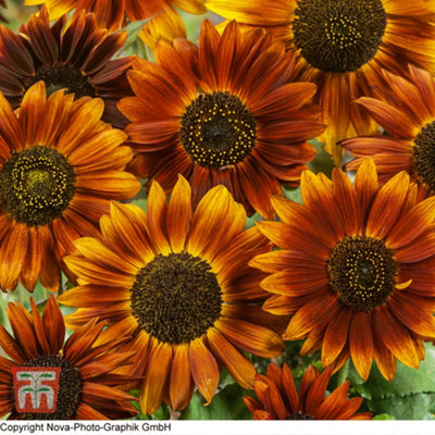 Sunflower Earth Walker 1 Packet (30 Seeds)