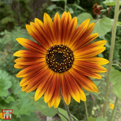 Sunflower Earth Walker 1 Packet (30 Seeds) - 3