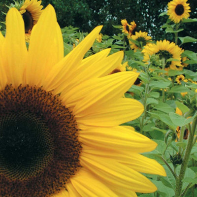 Sunflower Giant Yellow 1 Seed Packet (50 Seeds) - 3