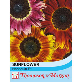 Sunflower Harlequin F1 Hybrid 1 Seed Packet (20 Seeds)