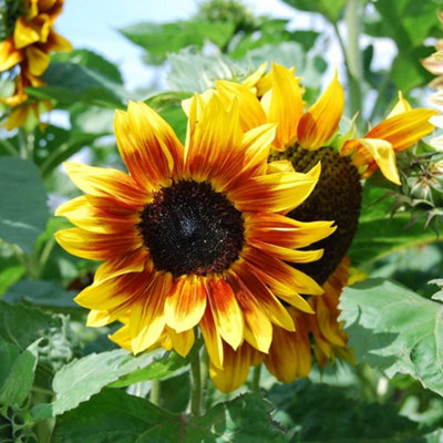 Sunflower Harlequin F1 Hybrid 1 Seed Packet (20 Seeds) - 3