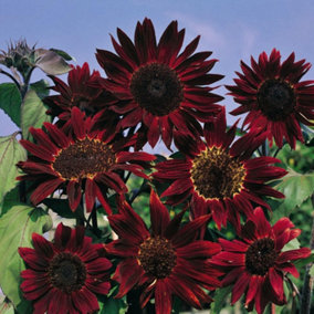 Sunflower Helianthus annuus Claret F1 Hybrid 1 Seed Packet