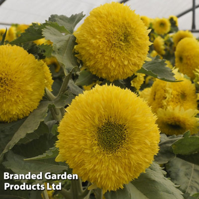 Sunflower Helianthus annuus Gummy Bear 1 Seed Packet (15 Seeds) - 3