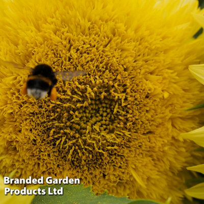 Sunflower Helianthus annuus Gummy Bear 1 Seed Packet (15 Seeds) - 5