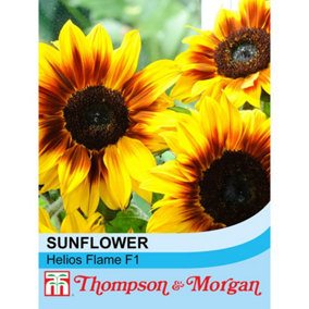 Sunflower Helios Flame F1 1 Packet (20 Seeds)
