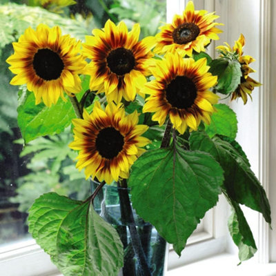 Sunflower Helios Flame F1 1 Packet (20 Seeds) - 3